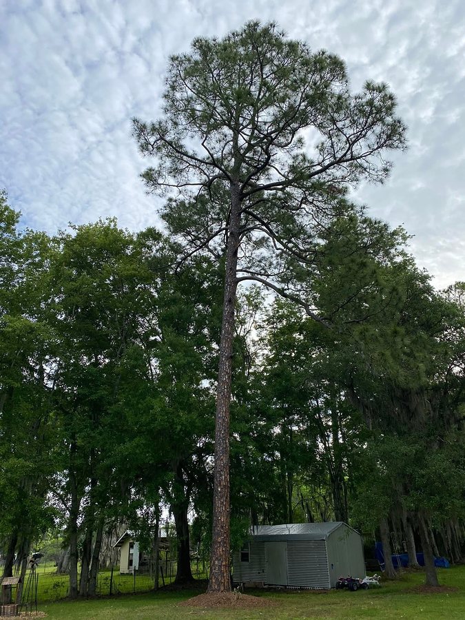 Trimming a large oak beside a brick townhome in Jacksonville