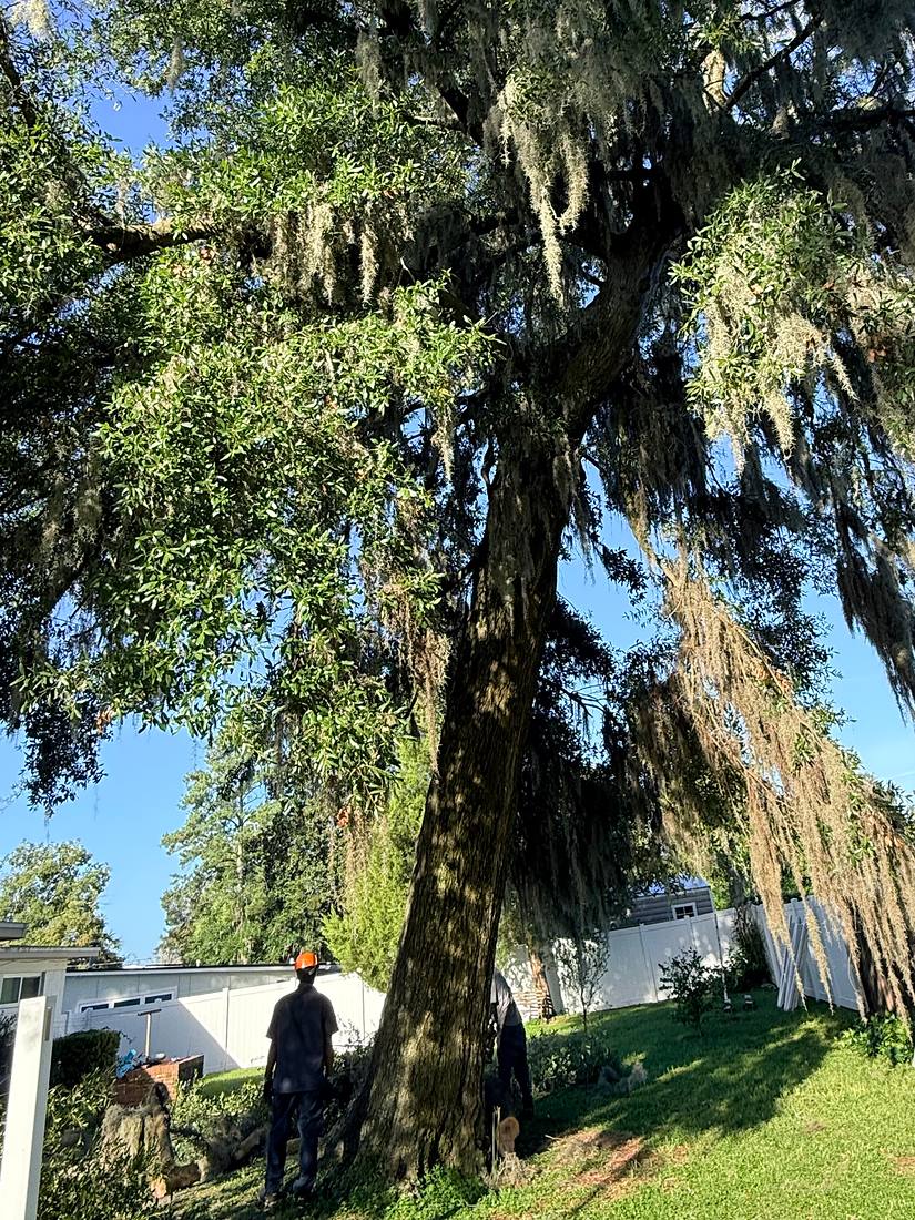 A Forever Trees crew taking down a tall tree over a Jacksonville home