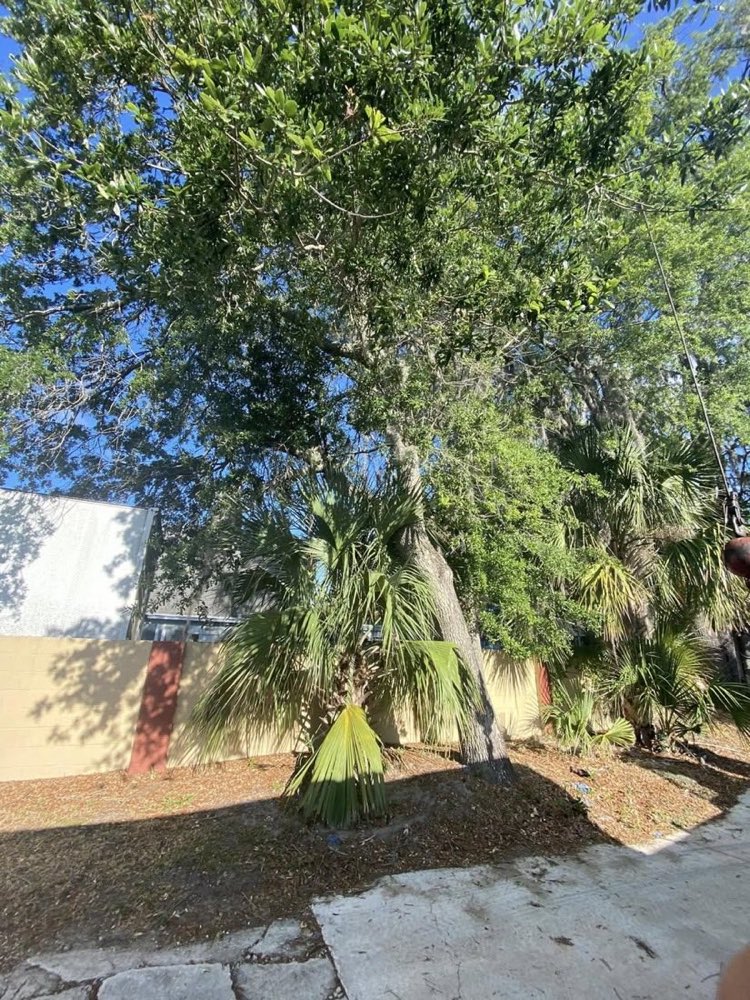 Before: overgrown palms and brush against the wall