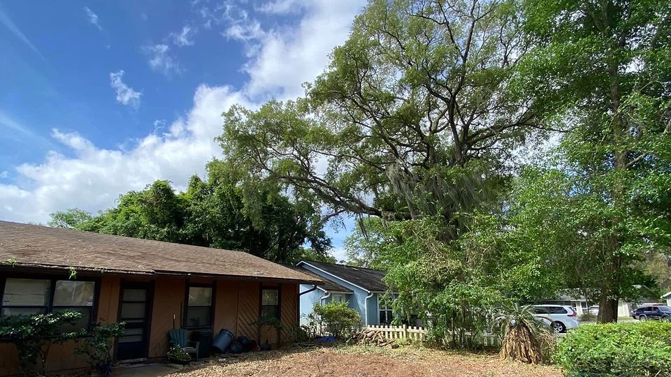 A Forever Trees crew working on a tall tree over a Jacksonville home