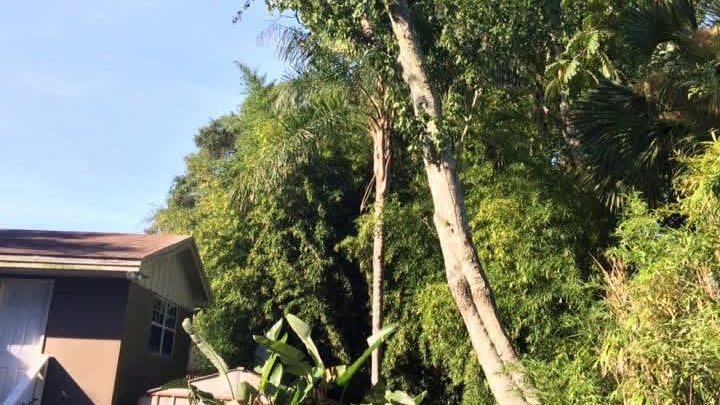 Tall tree standing close to a Jacksonville building before removal
