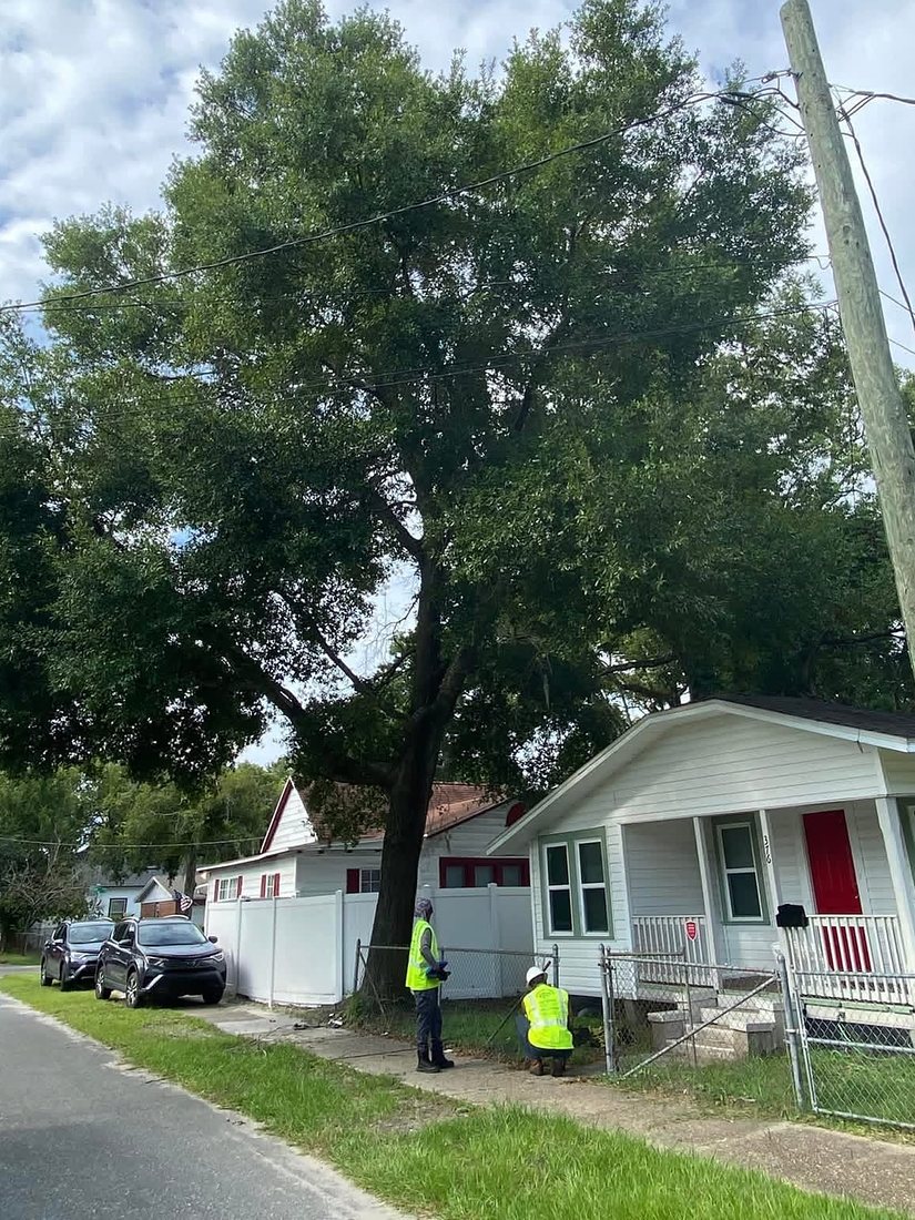 A Forever Trees crew taking down a tall tree over a Jacksonville home