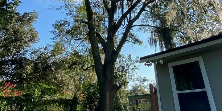 Tree removal job site