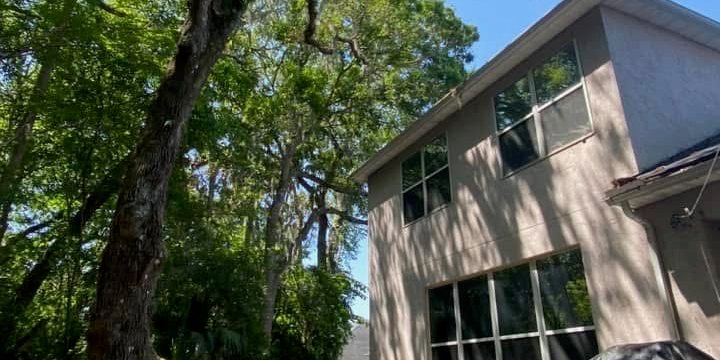 Climber taking down a tall pine over a Jacksonville home