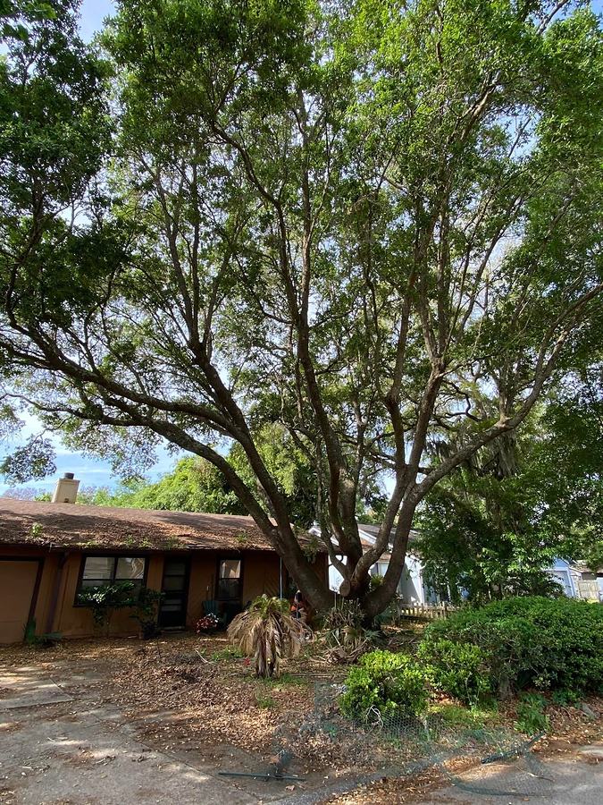 Large trunk taken down beside a Jacksonville home