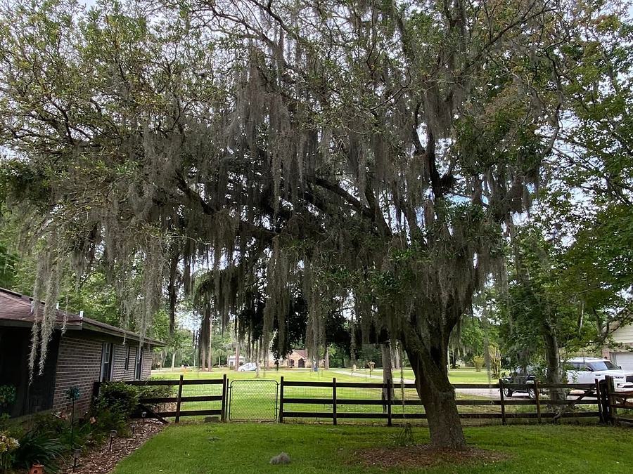 Tall tree beside a commercial building in Jacksonville, ready for removal