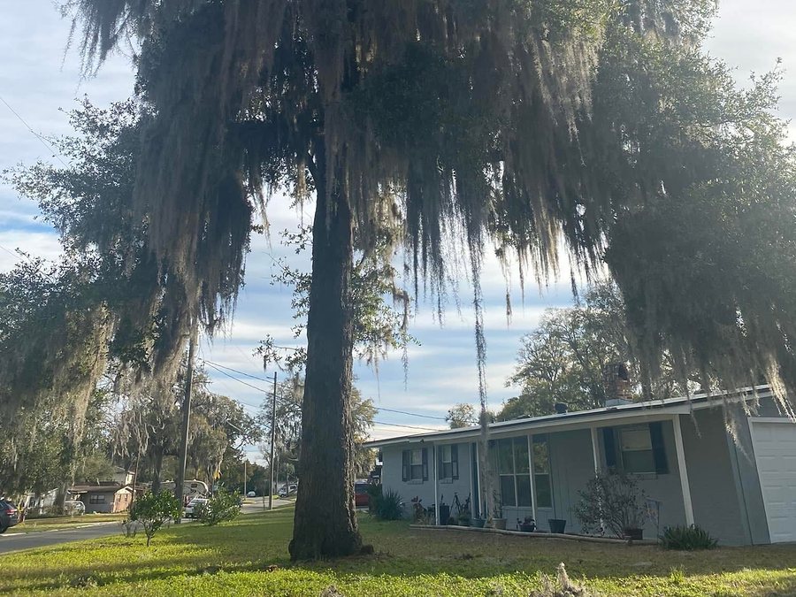 Climber taking down a tall pine over a Jacksonville home